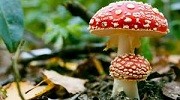 Отравление грибами. Ваши действия Отравление грибами. Ваши действия